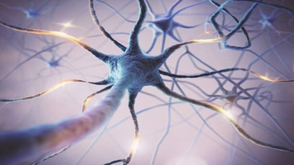 Neurônios sobreviventes. A importância da neurorreabilitação precoce em casos de acidente vascular cerebral.
